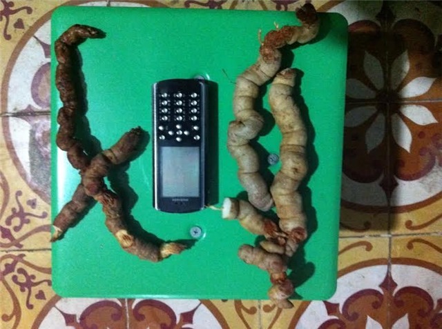 ba kích, ba kích trồng, ba kích rừng, ba kích sa pa, rượu ba kích, rượu ba kích dởm, địa chỉ mua rượu ba kích, mua rượu ba kích ở đâu, rượu ba kích có tác dụng gì,