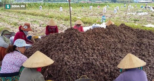 Kỳ lạ: Cả làng chưa từng có người bị ung thư nhờ một món khoai - Ảnh 1.