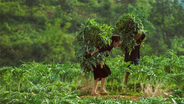 lao chải