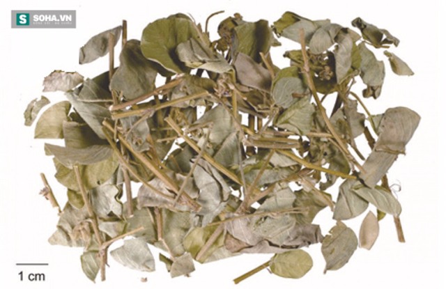 Màng mề gà: Vị thuốc rất quý nhiều người vứt đi vì không biết - Ảnh 2.