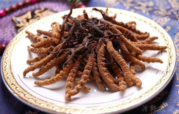 đông trùng hạ thảo, đông trùng hạ thảo tây tạng, nhà giàu việt, đại gia việt, tiên dược, tác dụng của đông trùng hạ thảo, đông trùng hạ thảo trung quốc, đông trùng hạ thảo việt nam