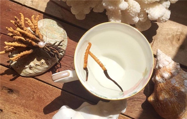 đông trùng hạ thảo, đông trùng hạ thảo tây tạng, nhà giàu việt, đại gia việt, tiên dược, tác dụng của đông trùng hạ thảo, đông trùng hạ thảo trung quốc, đông trùng hạ thảo việt nam