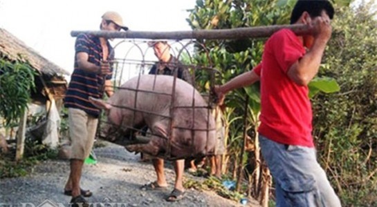 nông sản việt, nông dân, thương lái trung quốc, thương lái trung ép giá nông sản