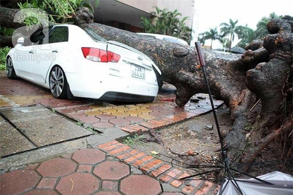 Hà Nội: Bão chưa về cây xanh đã đổ đè bẹp cả xế hộp, chủ xe thoát nạn hy hữu