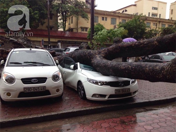 Hà Nội: Bão chưa về cây xanh đã đổ đè bẹp cả xế hộp, chủ xe thoát nạn hy hữu