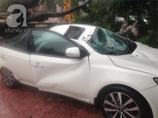 Hà Nội: Bão chưa về cây xanh đã đổ đè bẹp cả xế hộp, chủ xe thoát nạn hy hữu