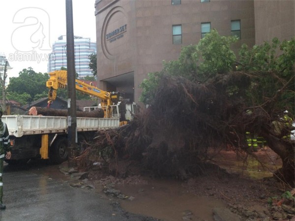 Hà Nội: Bão chưa về cây xanh đã đổ đè bẹp cả xế hộp, chủ xe thoát nạn hy hữu