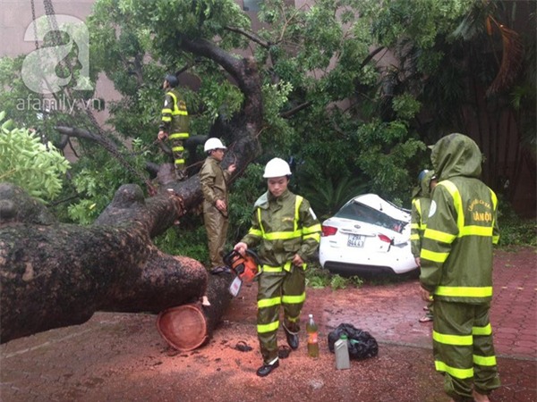 Hà Nội: Bão chưa về cây xanh đã đổ đè bẹp cả xế hộp, chủ xe thoát nạn hy hữu