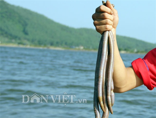 trùn biển, rồng đất, trùn biển có công dụng gì, trùn biển ở quảng ngãi, trùn biển trông như thế nào, rồng đất là con gì, trùn biển tăng cường sinh lý