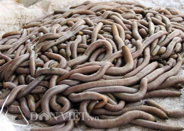 trùn biển, rồng đất, trùn biển có công dụng gì, trùn biển ở quảng ngãi, trùn biển trông như thế nào, rồng đất là con gì, trùn biển tăng cường sinh lý