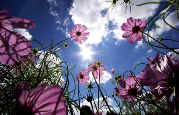 cay-hoa-du-bao-thoi-tiet