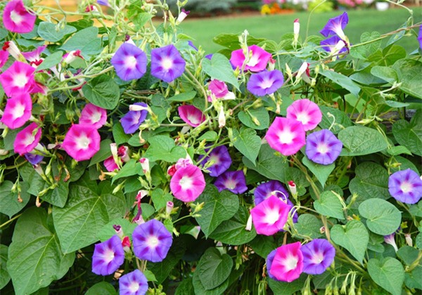 cay-hoa-du-bao-thoi-tiet