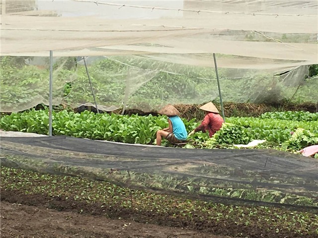 Khó để phân biệt rau cắn thuốc và rau sạch