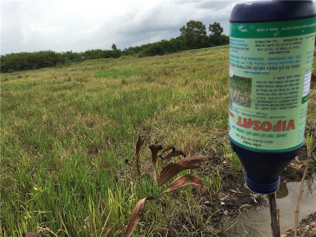 Nhiều vườn rau lạm dụng các loại thuốc tăng trưởng