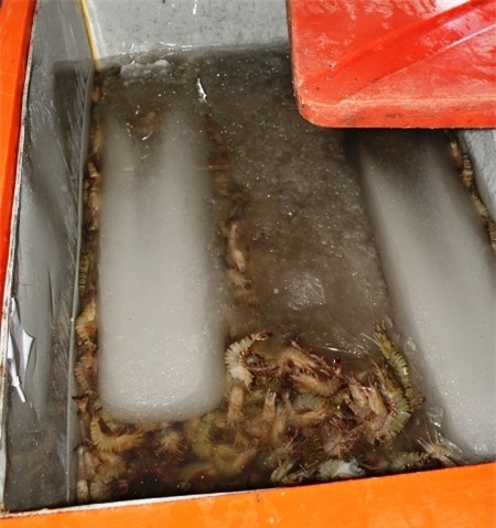 Một số tang vật gồm tạp chất và tôm có tạp chất bị thu giữ. (Ảnh: CTV)