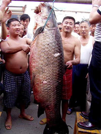 thủy quái, thủy quái hồ tây, săn thủy quái, thủy quái nặng 2,5 tạ