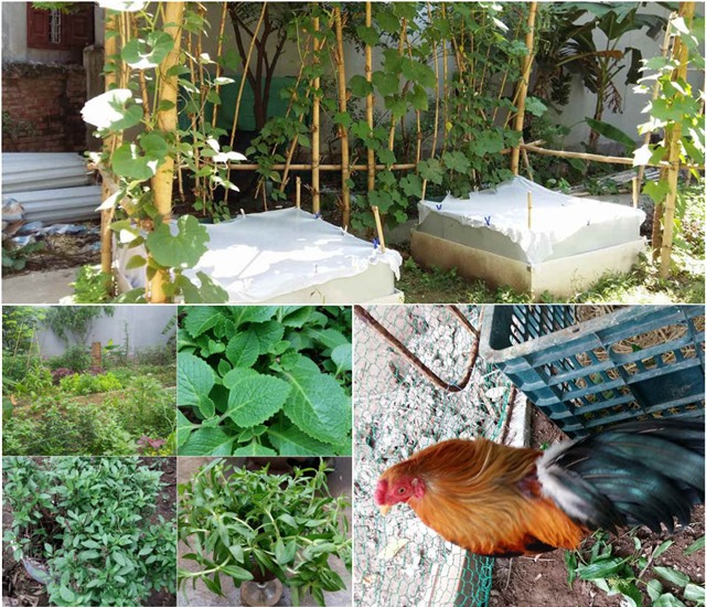 khu vuon 400m² la liet rau xanh, qua sach, ga xin giua thu do hinh anh 1