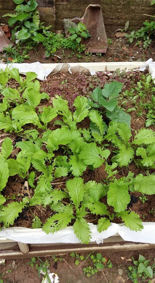 khu vuon 400m² la liet rau xanh, qua sach, ga xin giua thu do hinh anh 10