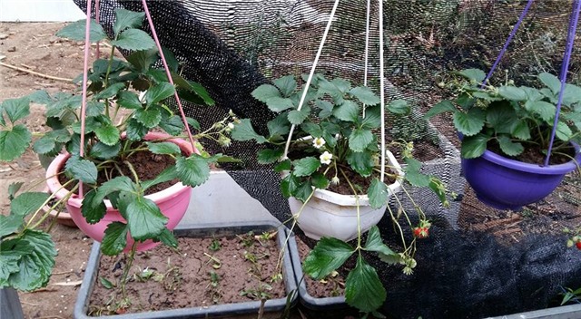 khu vuon 400m² la liet rau xanh, qua sach, ga xin giua thu do hinh anh 11