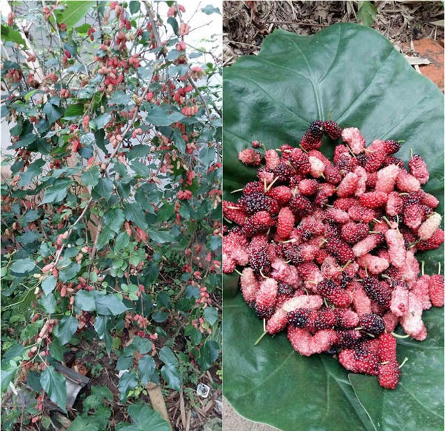 khu vuon 400m² la liet rau xanh, qua sach, ga xin giua thu do hinh anh 12