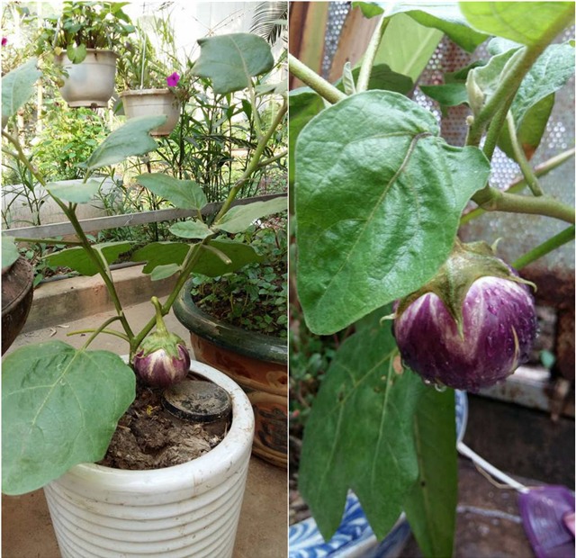 khu vuon 400m² la liet rau xanh, qua sach, ga xin giua thu do hinh anh 13