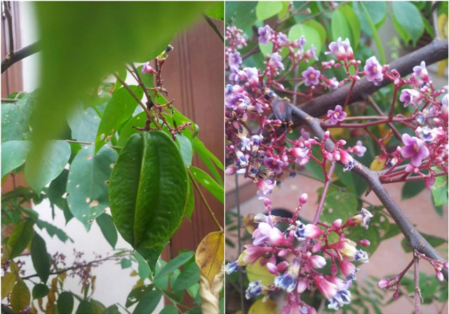 khu vuon 400m² la liet rau xanh, qua sach, ga xin giua thu do hinh anh 14