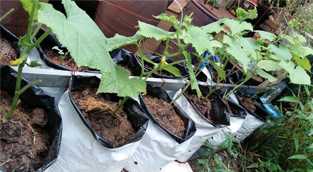 khu vuon 400m² la liet rau xanh, qua sach, ga xin giua thu do hinh anh 15