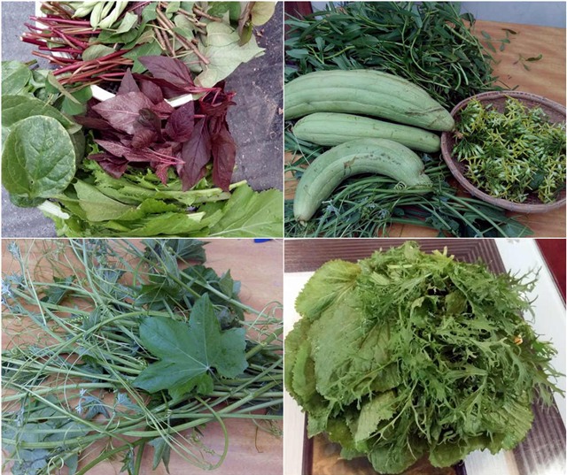 khu vuon 400m² la liet rau xanh, qua sach, ga xin giua thu do hinh anh 16