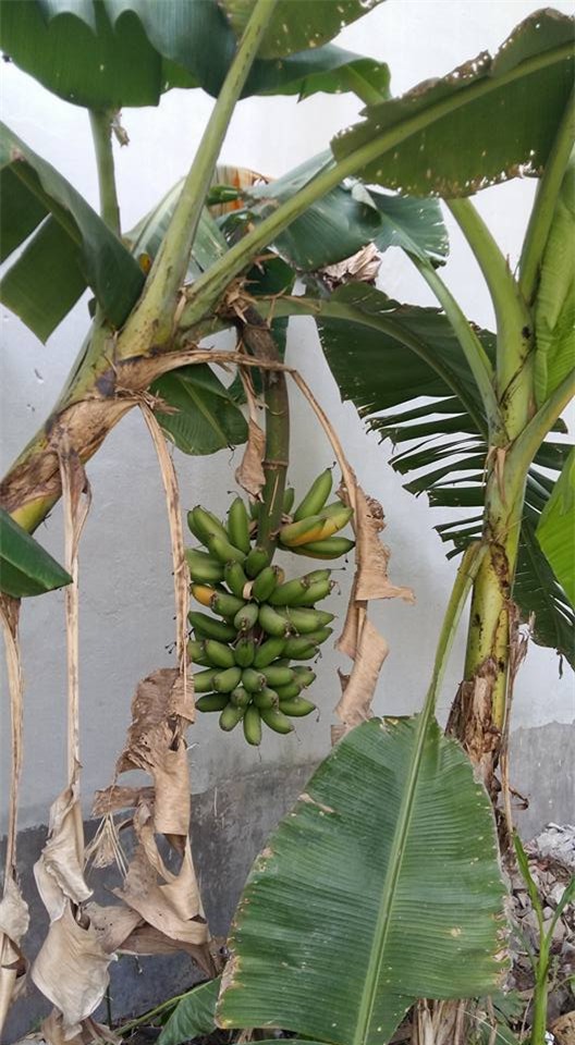 khu vuon 400m² la liet rau xanh, qua sach, ga xin giua thu do hinh anh 17