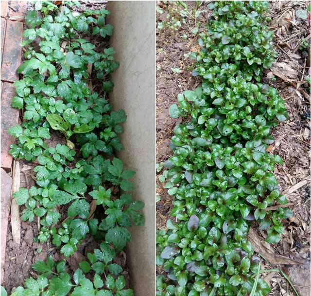 khu vuon 400m² la liet rau xanh, qua sach, ga xin giua thu do hinh anh 18