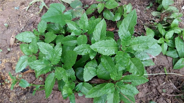 khu vuon 400m² la liet rau xanh, qua sach, ga xin giua thu do hinh anh 19