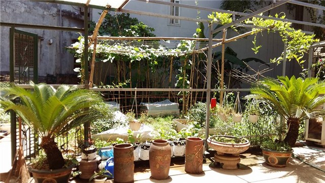 khu vuon 400m² la liet rau xanh, qua sach, ga xin giua thu do hinh anh 2