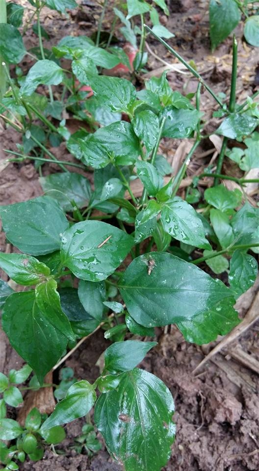 khu vuon 400m² la liet rau xanh, qua sach, ga xin giua thu do hinh anh 20