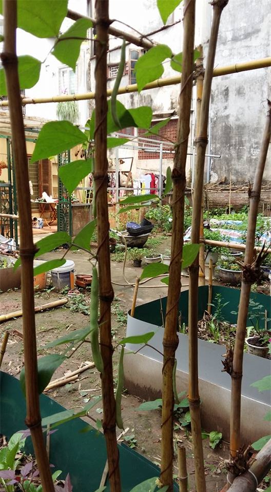 khu vuon 400m² la liet rau xanh, qua sach, ga xin giua thu do hinh anh 21