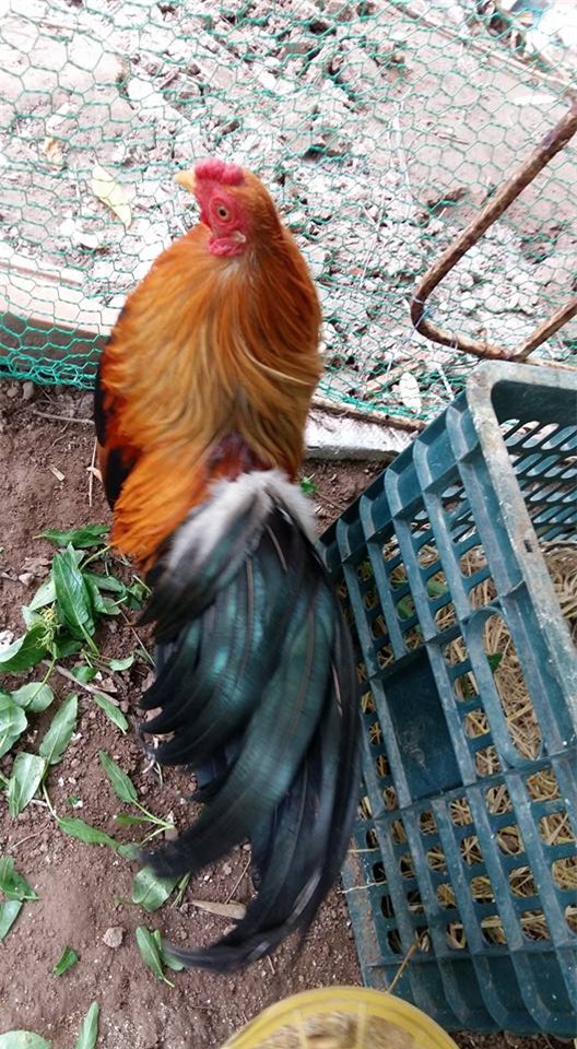 khu vuon 400m² la liet rau xanh, qua sach, ga xin giua thu do hinh anh 22