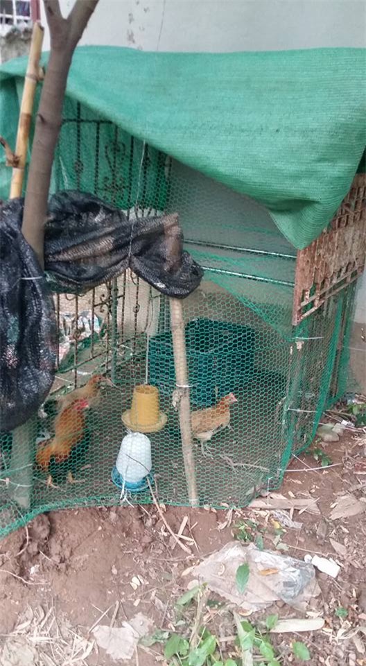 khu vuon 400m² la liet rau xanh, qua sach, ga xin giua thu do hinh anh 23