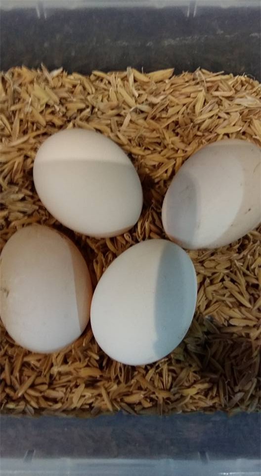 khu vuon 400m² la liet rau xanh, qua sach, ga xin giua thu do hinh anh 24