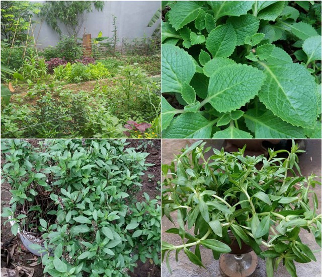 khu vuon 400m² la liet rau xanh, qua sach, ga xin giua thu do hinh anh 25