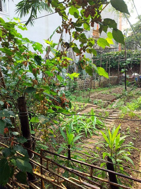 khu vuon 400m² la liet rau xanh, qua sach, ga xin giua thu do hinh anh 3