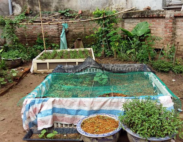 khu vuon 400m² la liet rau xanh, qua sach, ga xin giua thu do hinh anh 30