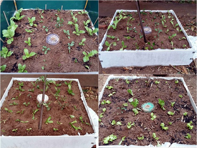 khu vuon 400m² la liet rau xanh, qua sach, ga xin giua thu do hinh anh 31