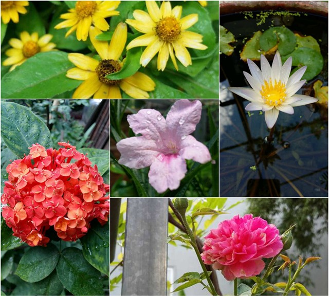 khu vuon 400m² la liet rau xanh, qua sach, ga xin giua thu do hinh anh 32