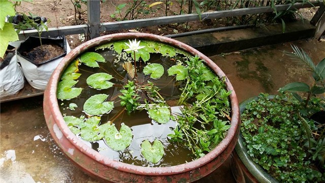 khu vuon 400m² la liet rau xanh, qua sach, ga xin giua thu do hinh anh 35