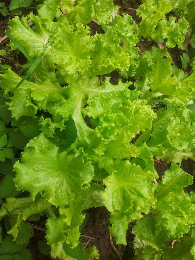 khu vuon 400m² la liet rau xanh, qua sach, ga xin giua thu do hinh anh 4