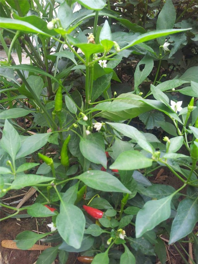 khu vuon 400m² la liet rau xanh, qua sach, ga xin giua thu do hinh anh 5