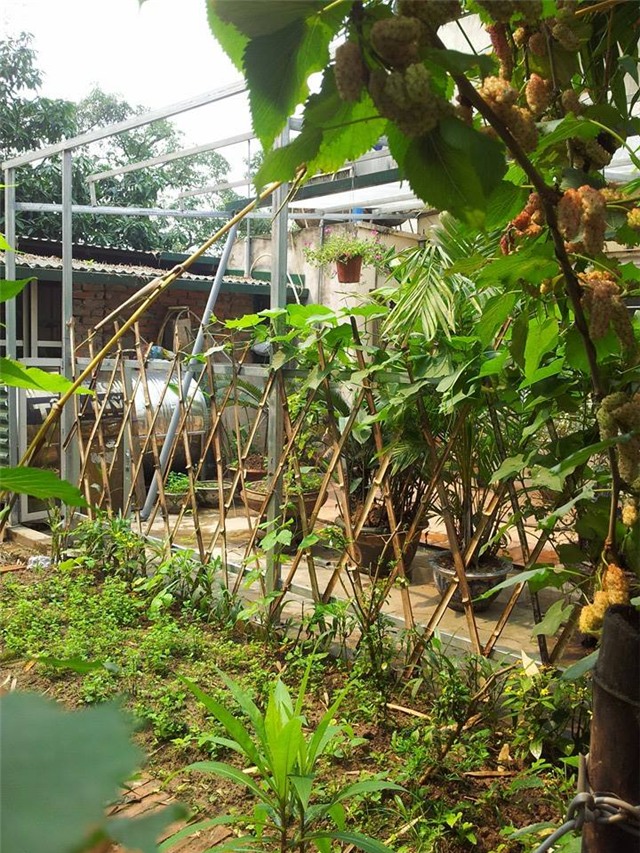 khu vuon 400m² la liet rau xanh, qua sach, ga xin giua thu do hinh anh 6