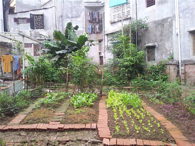 khu vuon 400m² la liet rau xanh, qua sach, ga xin giua thu do hinh anh 7