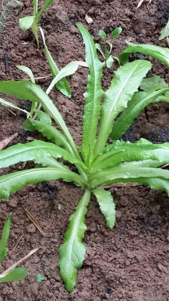 khu vuon 400m² la liet rau xanh, qua sach, ga xin giua thu do hinh anh 8