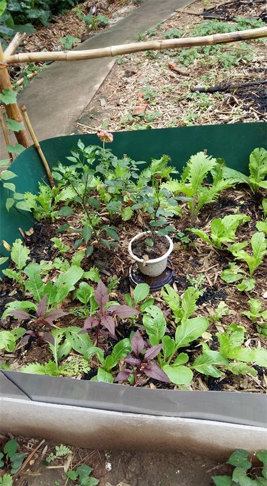 khu vuon 400m² la liet rau xanh, qua sach, ga xin giua thu do hinh anh 9