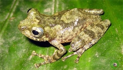 Xuân dược của Võ Tắc Thiên - vàng mềm của thời hiện đại 1